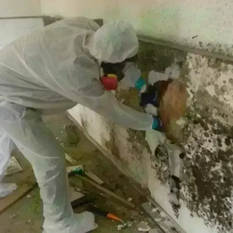 Mold Remediation and Removal in Belle Vernon, PA